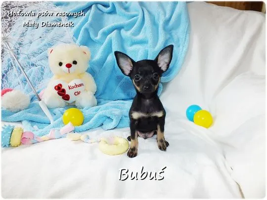 Mini Piesek BUBUŚ Ratlerek XS! Pinczer miniaturowy +Rodowód Do Odbioru Tel. 739052954, , Lubsko