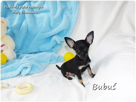 Mini Piesek BUBUŚ Ratlerek XS! Pinczer miniaturowy +Rodowód Do Odbioru Tel. 739052954, , Lubsko