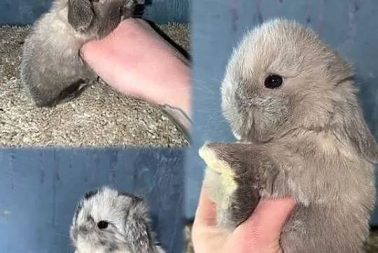 Królik Miniaturka Mini Lop Teddy, Podkarpackie, Godowa