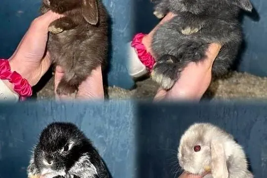 Królik Miniaturka Mini Lop Teddy, Podkarpackie, Godowa