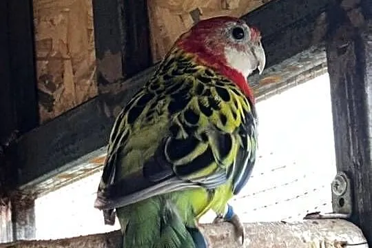 Papugi rozelle, Mazowieckie, Wola Miastkowska