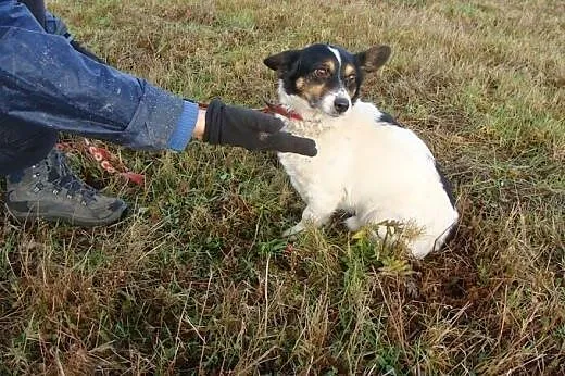 Amigo cierpi w schronisku - to nakolankowy przytul