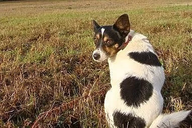 Amigo cierpi w schronisku - to nakolankowy przytul