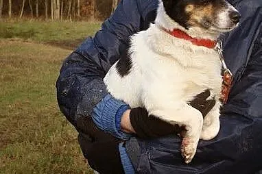 Amigo cierpi w schronisku - to nakolankowy przytul