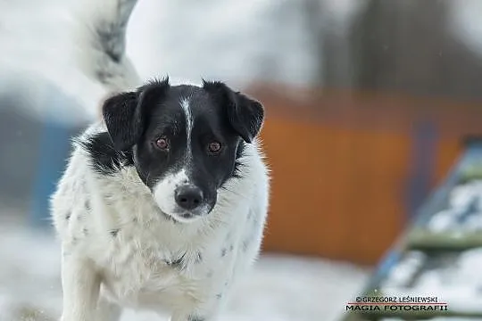 Pokochaj Dropka, młodziutkiego, bardzo łagodnego p