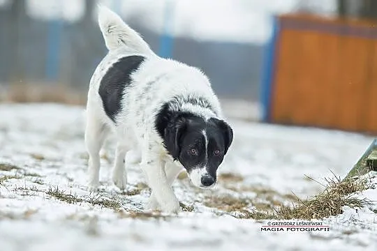 Pokochaj Dropka, młodziutkiego, bardzo łagodnego p