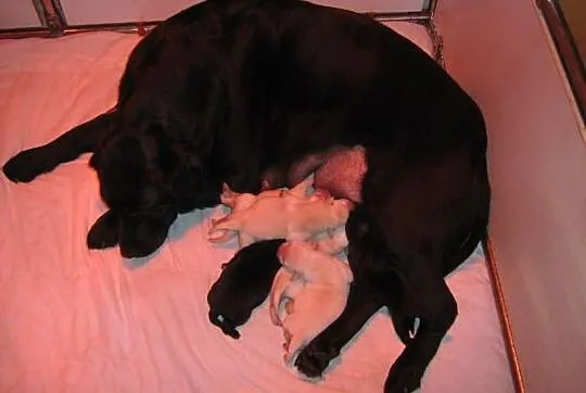 Czarne i biszkoptowe szczenięta rasy Labrador Retr
