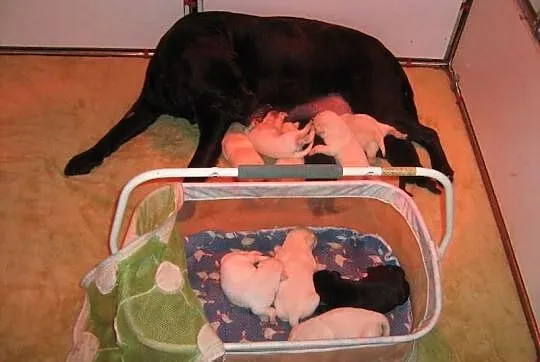 Czarne i biszkoptowe szczenięta rasy Labrador Retr