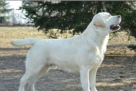 Czarne i biszkoptowe szczenięta rasy Labrador Retr