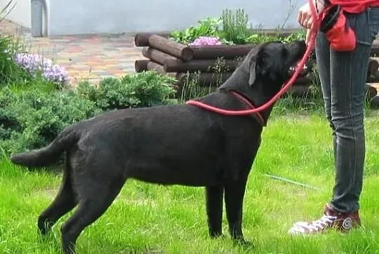 Czarne i biszkoptowe szczenięta rasy Labrador Retr