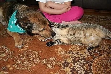 Lubi dzieci, lubi koty, lubi inne psy :),  dolnośl