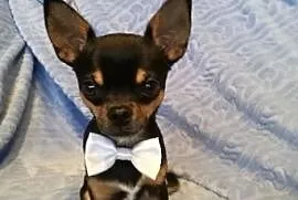 Reproduktor Chihuahua Tricolor !!! Wyjątkowy Piese, Żory