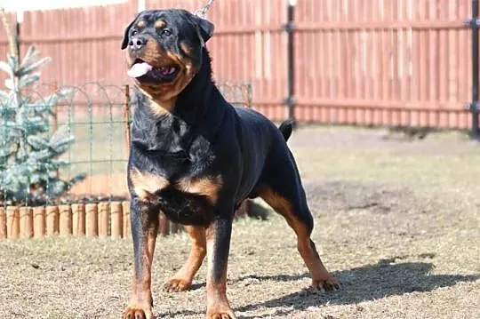 Reproduktor WYBITNY CHAMP.POL.Rottweiler ROD.FCI Z