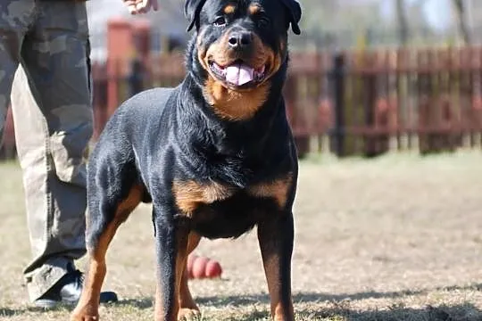 Reproduktor WYBITNY CHAMP.POL.Rottweiler ROD.FCI Z