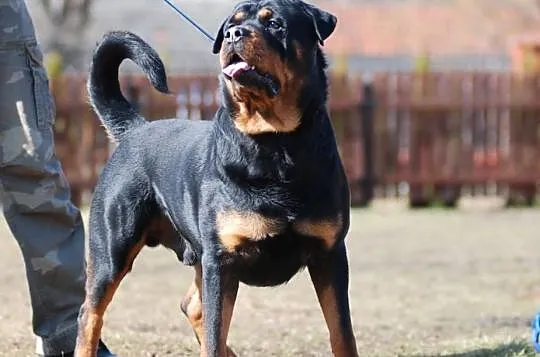 Reproduktor WYBITNY CHAMP.POL.Rottweiler ROD.FCI Z