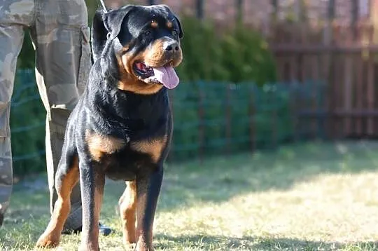 Reproduktor WYBITNY CHAMP.POL.Rottweiler ROD.FCI Z