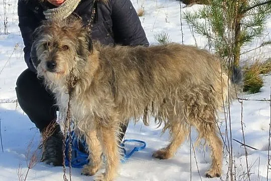 Bros, młody, wyjątkowy pies do adopcji!