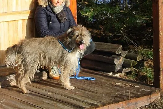 Bros, młody, wyjątkowy pies do adopcji!