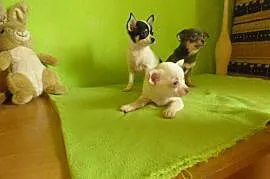 Chihuahua Pieski i sunie , Honoratka