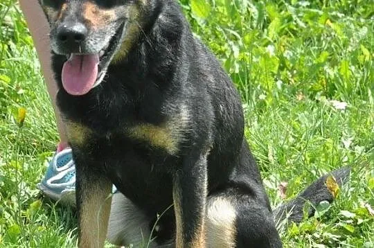 MALI-kochany, spokojny, grzeczny psiak prosi o dom, adopcja, Małopolskie, Kraków
