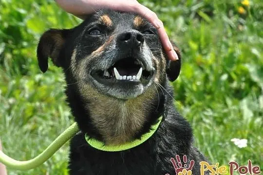 MALI-kochany, spokojny, grzeczny psiak prosi o dom, adopcja, Małopolskie, Kraków