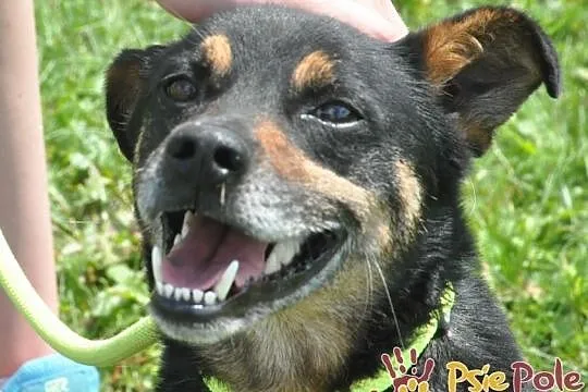 MALI-kochany, spokojny, grzeczny psiak prosi o dom, adopcja, Małopolskie, Kraków