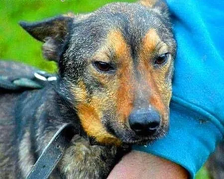 SZARIK - piękny, łagodny psiak w typie owczarka do