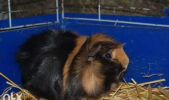 4 Świnki morskie !