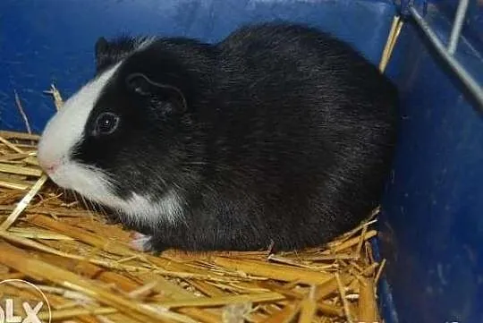 4 Świnki morskie !
