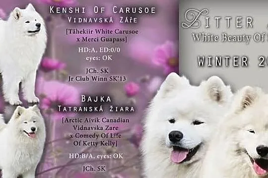 Samoyed/Samojed - White Beauty Of Svidnik - wolne 