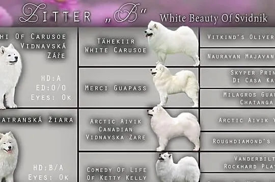 Samoyed/Samojed - White Beauty Of Svidnik - wolne 