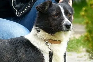 MIMI młodziutka kruszynka, łagodna, przyjacielska,