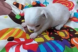 Piesek chihuahua biały