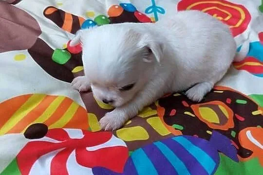 Piesek chihuahua biały, Mazowieckie, Płońsk