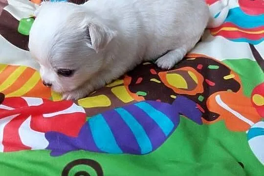 Piesek chihuahua biały, Mazowieckie, Płońsk