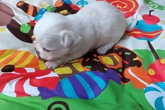 Piesek chihuahua biały, Mazowieckie, Płońsk