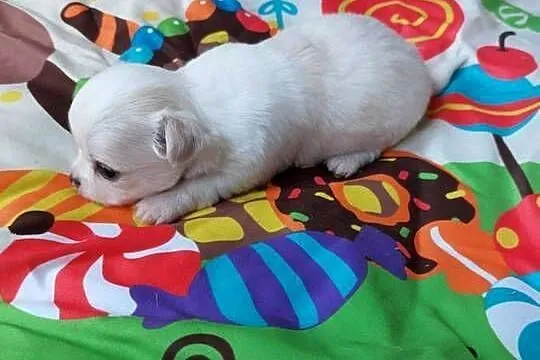 Piesek chihuahua biały, Mazowieckie, Płońsk