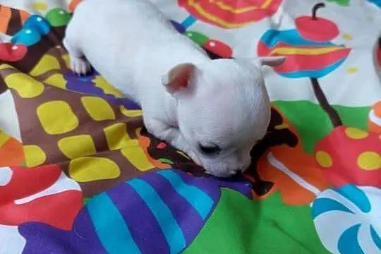 Piesek chihuahua biały, Mazowieckie, Płońsk