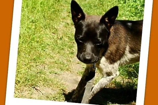 10 kg,2 lata,łagodny psiak FENEK,cichy,spokojny,łagodny_Adopcja_