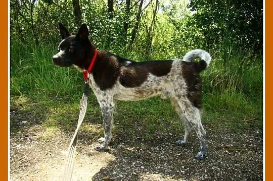 10 kg,2 lata,łagodny psiak FENEK,cichy,spokojny,ła
