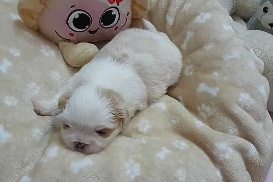 Szczeniak Shih-Tzu