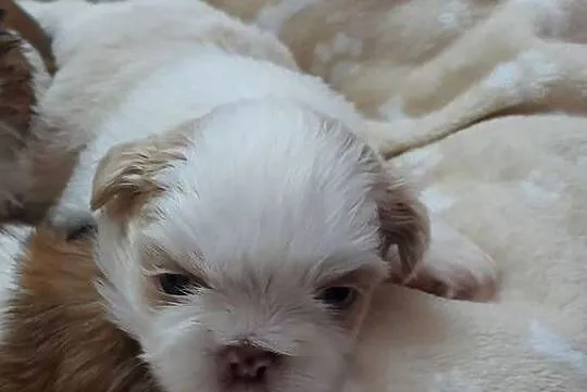 Szczeniak Shih-Tzu, Opolskie, Jemielnica
