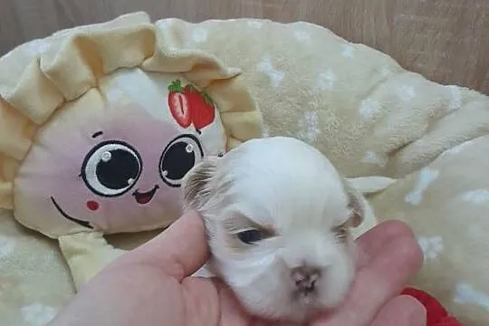 Szczeniak Shih-Tzu, Opolskie, Jemielnica