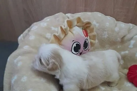 Szczeniak Shih-Tzu, Opolskie, Jemielnica