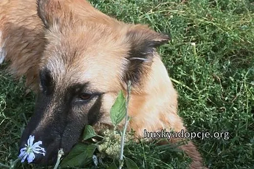 TOFFIE- słodki szczeniak do adopcji,  łódzkie Łódź