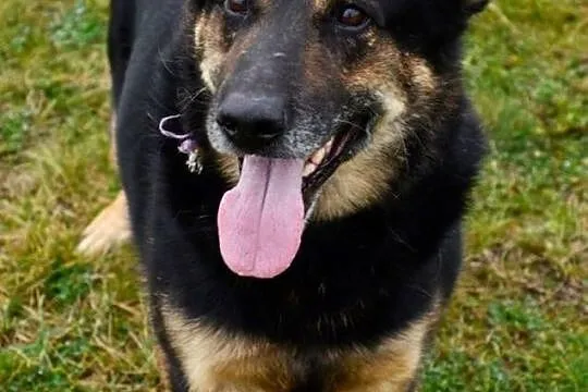 Feliks szuka domu.