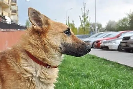 Przygarnij niedowidzącego Tulipana- pokocha cię ja