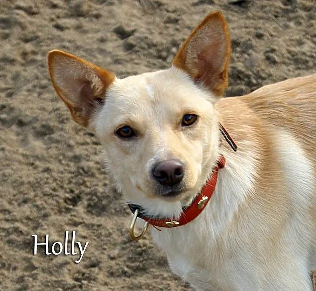 Roczna Holly szuka domu