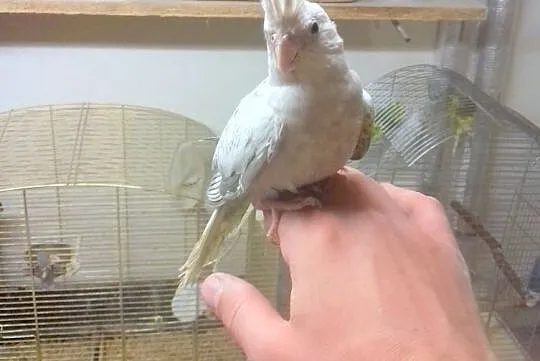 Papugi Nimfy - dokarmiane ręcznie, Gliwice