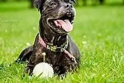 Zula czeka na swojego czlowieka, Amstaff cała Polska